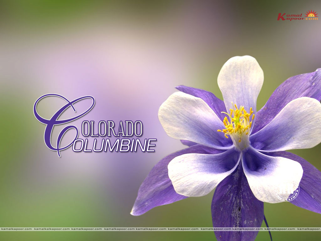 Colorado Columbine Wallpaper